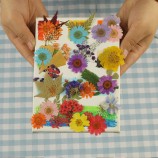 DIY Pressed Dried Flowers Kit for Collection & Painting